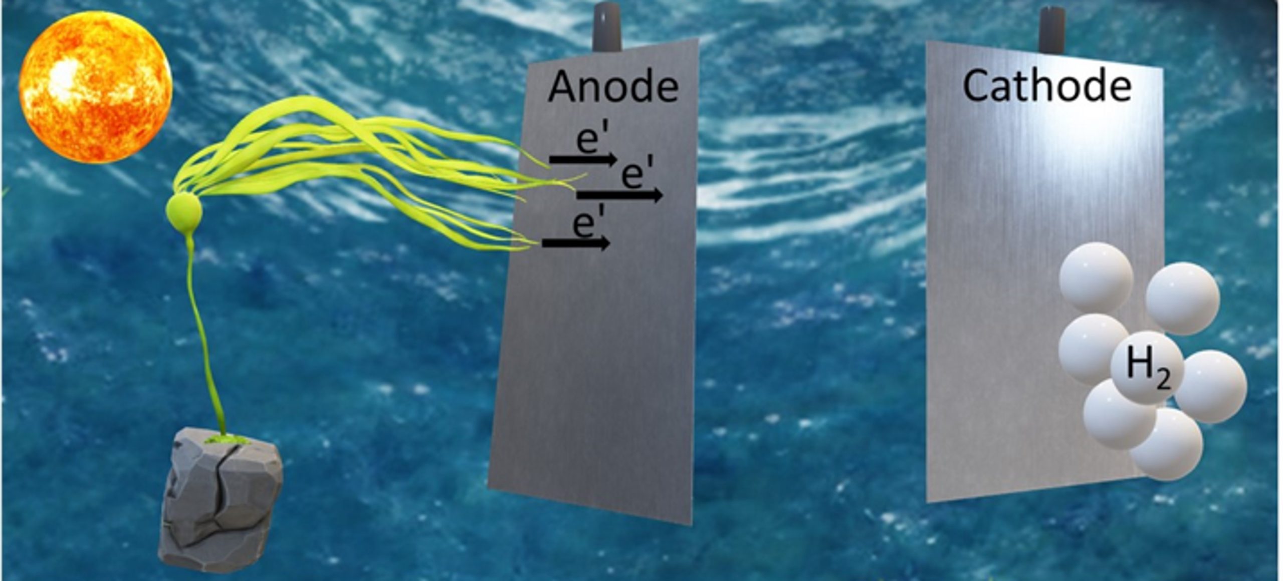 The picture depicts a simulation of the processes harvesting electrical current from seaweed. The seaweed releases known molecules that transport electrons to a stainless-steel electrode (the anode). The electrons transfer to the second electrode (a platinum cathode) which can reduce protons found in the seawater electrolyte solution to hydrogen gas. The current can either be used directly, or if hydrogen is produced, the gas can be used as a future clean fuel. In the dark, the seaweed produces about 50% of the current obtained in light, as less electrons are produced in the absence of the photosynthetic process